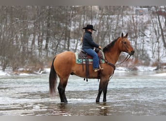 Caballo cuarto de milla, Caballo castrado, 10 años, 155 cm, Buckskin/Bayo