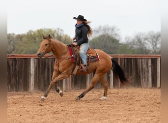 Caballo cuarto de milla, Caballo castrado, 10 años, 155 cm, Buckskin/Bayo