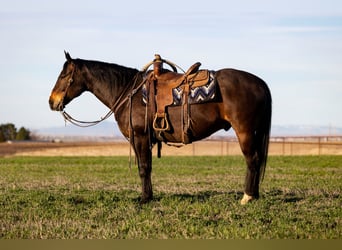 Caballo cuarto de milla, Caballo castrado, 10 años, 155 cm, Castaño