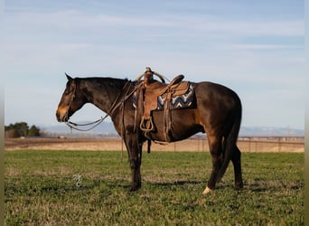 Caballo cuarto de milla, Caballo castrado, 10 años, 155 cm, Castaño