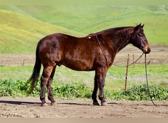 Caballo cuarto de milla, Caballo castrado, 10 años, 155 cm, Castaño rojizo