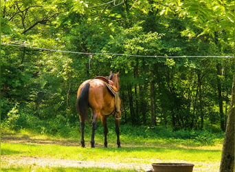 Caballo cuarto de milla, Caballo castrado, 10 años, 155 cm, Castaño-ruano
