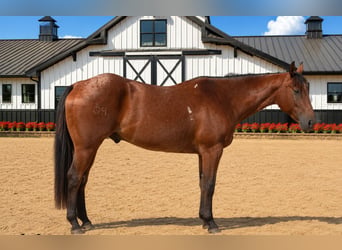 Caballo cuarto de milla, Caballo castrado, 10 años, 155 cm, Castaño-ruano