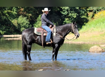 Caballo cuarto de milla, Caballo castrado, 10 años, 155 cm, Negro
