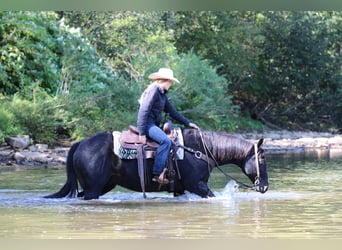 Caballo cuarto de milla, Caballo castrado, 10 años, 155 cm, Negro