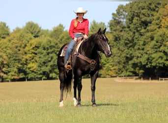 Caballo cuarto de milla, Caballo castrado, 10 años, 155 cm, Negro