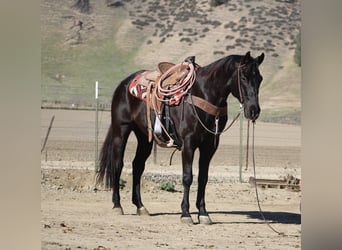 Caballo cuarto de milla, Caballo castrado, 10 años, 155 cm, Negro
