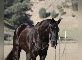 Caballo cuarto de milla, Caballo castrado, 10 años, 155 cm, Negro
