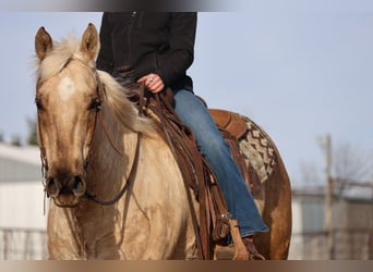 Caballo cuarto de milla, Caballo castrado, 10 años, 155 cm, Palomino