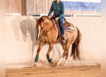 Caballo cuarto de milla, Caballo castrado, 10 años, 155 cm, Red Dun/Cervuno