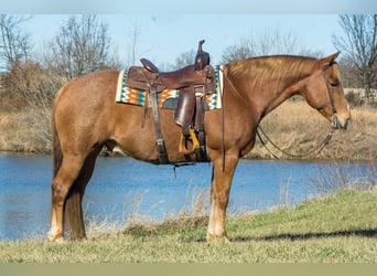 Caballo cuarto de milla, Caballo castrado, 10 años, 155 cm, Ruano alazán