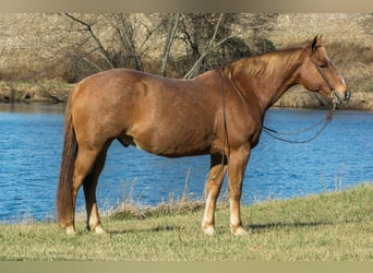 Caballo cuarto de milla, Caballo castrado, 10 años, 155 cm, Ruano alazán
