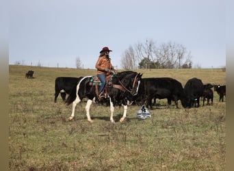 Caballo cuarto de milla, Caballo castrado, 10 años, 155 cm, Tobiano-todas las-capas