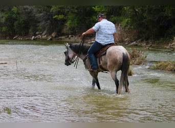Caballo cuarto de milla, Caballo castrado, 10 años, 155 cm, Tordo