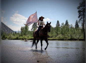 Caballo cuarto de milla, Caballo castrado, 10 años, 157 cm, Grullo