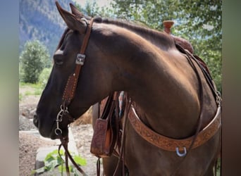 Caballo cuarto de milla, Caballo castrado, 10 años, 157 cm, Grullo