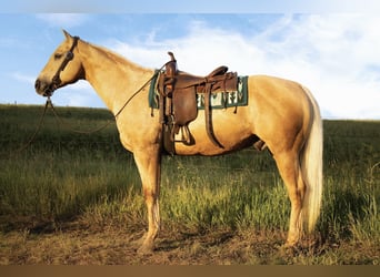 Caballo cuarto de milla, Caballo castrado, 10 años, 157 cm, Palomino