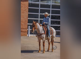 Caballo cuarto de milla, Caballo castrado, 10 años, 157 cm, Ruano alazán