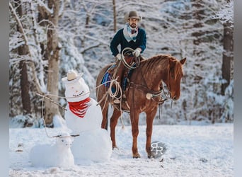 Caballo cuarto de milla, Caballo castrado, 10 años, 157 cm, Ruano alazán