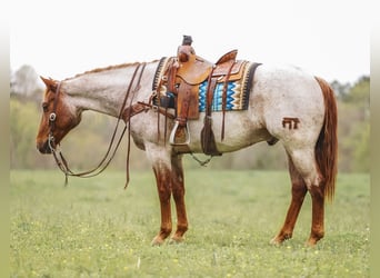 Caballo cuarto de milla, Caballo castrado, 10 años, 157 cm, Ruano alazán