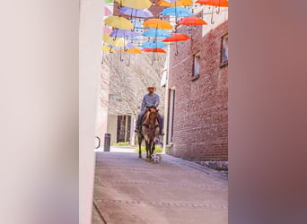 Caballo cuarto de milla, Caballo castrado, 10 años, 157 cm, Ruano alazán