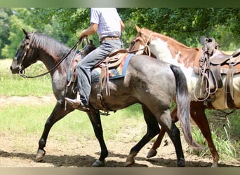 Caballo cuarto de milla, Caballo castrado, 10 años, 157 cm, Ruano azulado