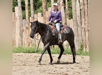 Caballo cuarto de milla, Caballo castrado, 10 años, 157 cm, Ruano azulado