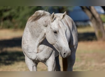 Caballo cuarto de milla, Caballo castrado, 10 años, 157 cm, Tordo