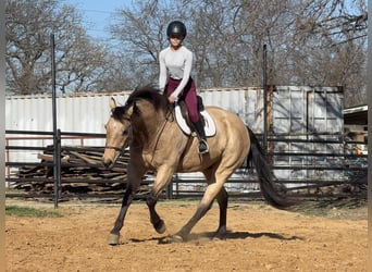 Caballo cuarto de milla, Caballo castrado, 10 años, 160 cm, Buckskin/Bayo