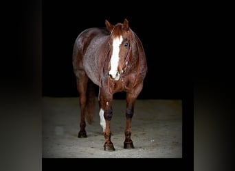 Caballo cuarto de milla, Caballo castrado, 10 años, 160 cm, Ruano alazán