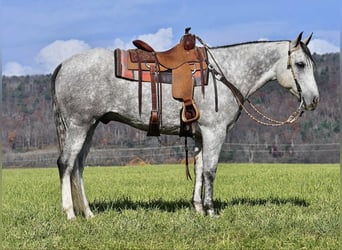 Caballo cuarto de milla, Caballo castrado, 10 años, 160 cm, Tordo