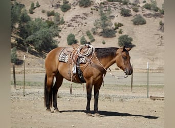 Caballo cuarto de milla, Caballo castrado, 10 años, 163 cm, Bayo