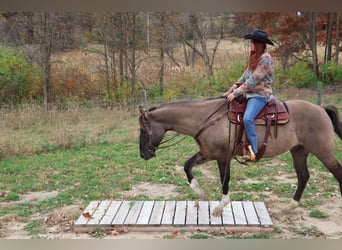 Caballo cuarto de milla, Caballo castrado, 10 años, 163 cm, Grullo