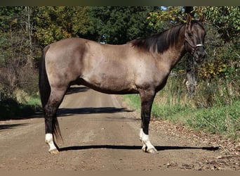 Caballo cuarto de milla, Caballo castrado, 10 años, 163 cm, Grullo