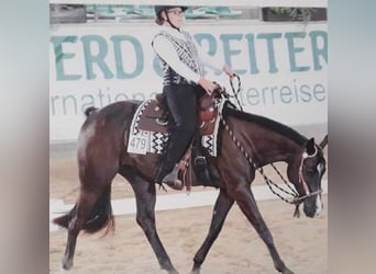 Caballo cuarto de milla, Caballo castrado, 10 años, 163 cm, Negro