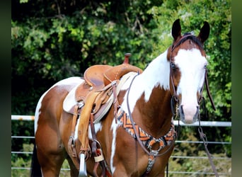 Caballo cuarto de milla, Caballo castrado, 10 años, 163 cm, Tobiano-todas las-capas