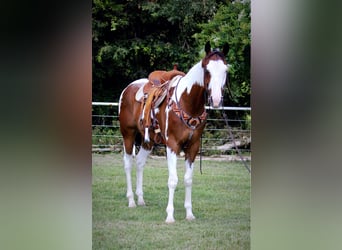 Caballo cuarto de milla, Caballo castrado, 10 años, 163 cm, Tobiano-todas las-capas