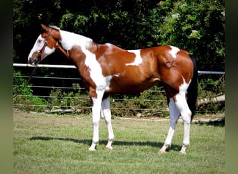 Caballo cuarto de milla, Caballo castrado, 10 años, 163 cm, Tobiano-todas las-capas