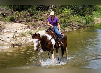 Caballo cuarto de milla, Caballo castrado, 10 años, 163 cm, Tobiano-todas las-capas