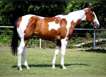 Caballo cuarto de milla, Caballo castrado, 10 años, 163 cm, Tobiano-todas las-capas