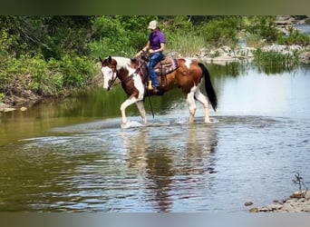 Caballo cuarto de milla, Caballo castrado, 10 años, 163 cm, Tobiano-todas las-capas