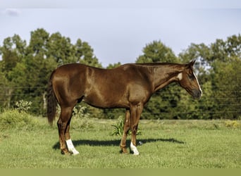 Caballo cuarto de milla, Caballo castrado, 10 años, Alazán rojizo