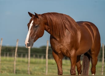 Caballo cuarto de milla, Caballo castrado, 10 años, Alazán rojizo