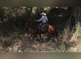 Caballo cuarto de milla, Caballo castrado, 10 años, Alazán rojizo