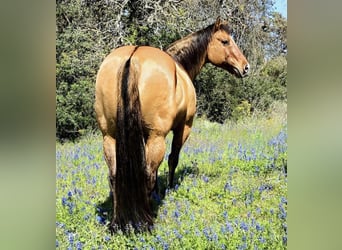 Caballo cuarto de milla, Caballo castrado, 10 años, Bayo