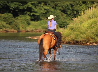 Caballo cuarto de milla, Caballo castrado, 10 años, Bayo
