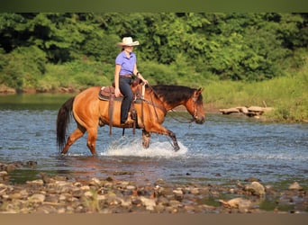 Caballo cuarto de milla, Caballo castrado, 10 años, Bayo
