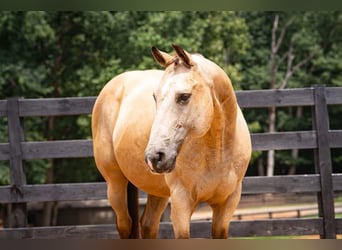 Caballo cuarto de milla, Caballo castrado, 10 años, Buckskin/Bayo