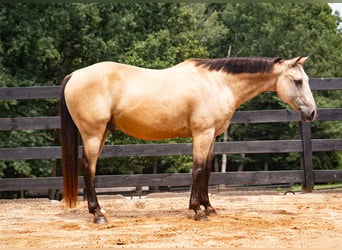 Caballo cuarto de milla, Caballo castrado, 10 años, Buckskin/Bayo