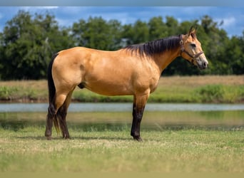 Caballo cuarto de milla, Caballo castrado, 10 años, Buckskin/Bayo